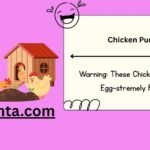 Chicken Puns