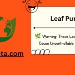 Leaf Puns
